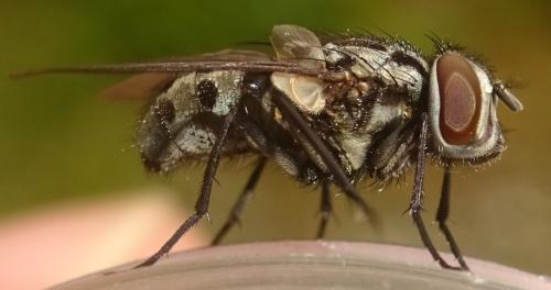 Réf. 357 919 : Graphomya maculata